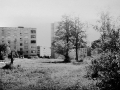 Двор дома №27, деревья поселка, 80-е годы
