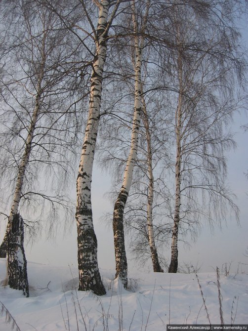 Березы на берегу Вори, февраль 2006 года