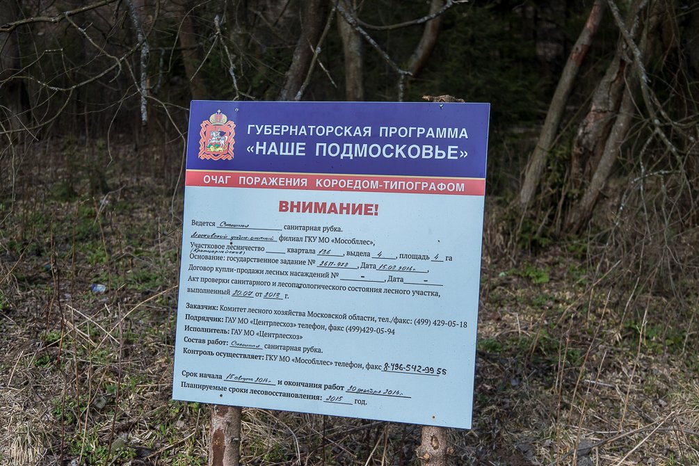 Красноармейск, в лесу в окрестностях Балсунихи, апрель 2015 года