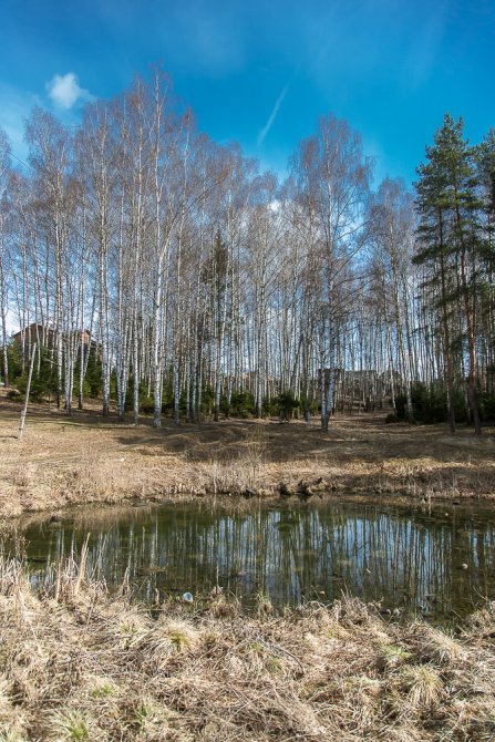 Красноармейск, в лесу в окрестностях Балсунихи, апрель 2015 года