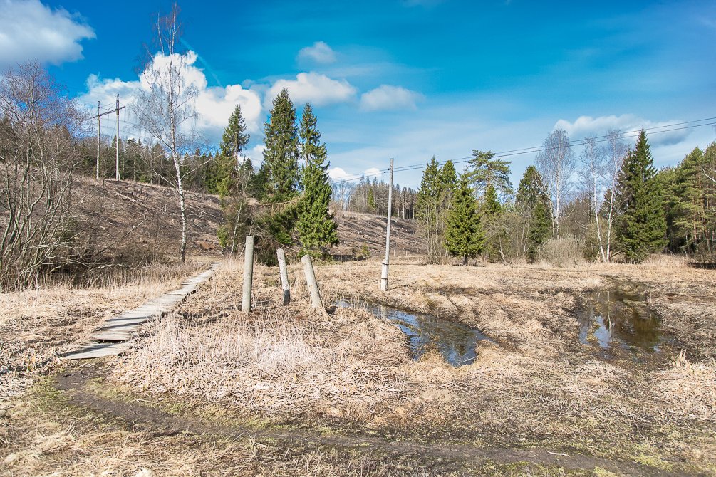 Красноармейск, в лесу в окрестностях Балсунихи, апрель 2015 года