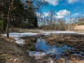 Красноармейск, в лесу в окрестностях Балсунихи, апрель 2015 года