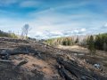 Красноармейск, в лесу в окрестностях Балсунихи, апрель 2015 года