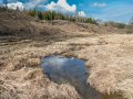 Красноармейск, в лесу в окрестностях Балсунихи, апрель 2015 года