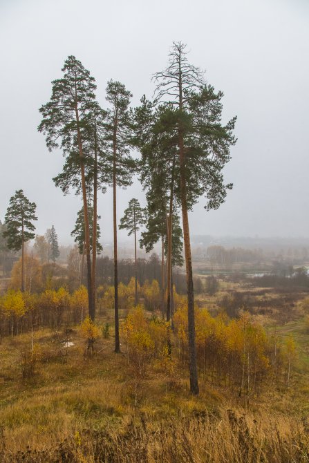 Осень в Красноармейске, окрестности улицы Гагарина, октябрь 2015 года