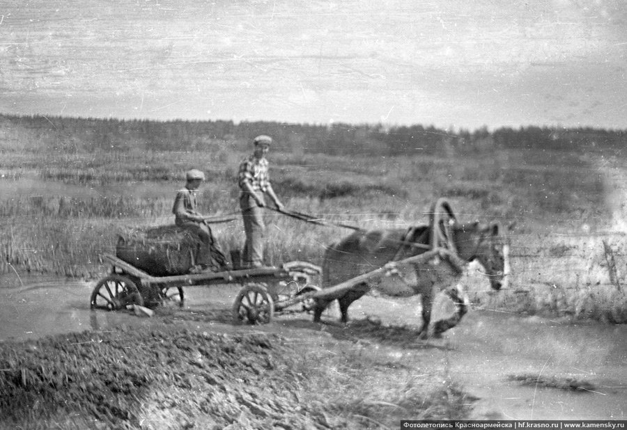 Деревня Путилово, 1950-е годы, на телеге