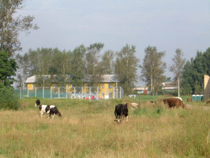 Коровы на фоне теннисных кортов в Красноармейске, 2004 год