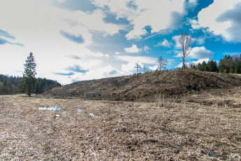 Красноармейск, в лесу в окрестностях Балсунихи, апрель 2015 годаКрасноармейск, в лесу в окрестностях Балсунихи, апрель 2015 года