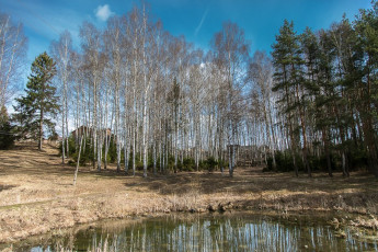 Красноармейск, в лесу в окрестностях Балсунихи, апрель 2015 года